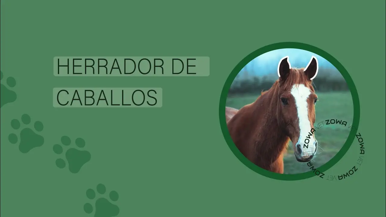 curso de herrador de caballos - Cómo convertirse en herrador en EE.UU.