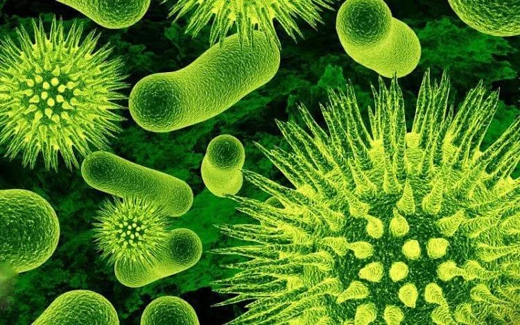 curso de biología - Cómo empezar a estudiar biología desde cero