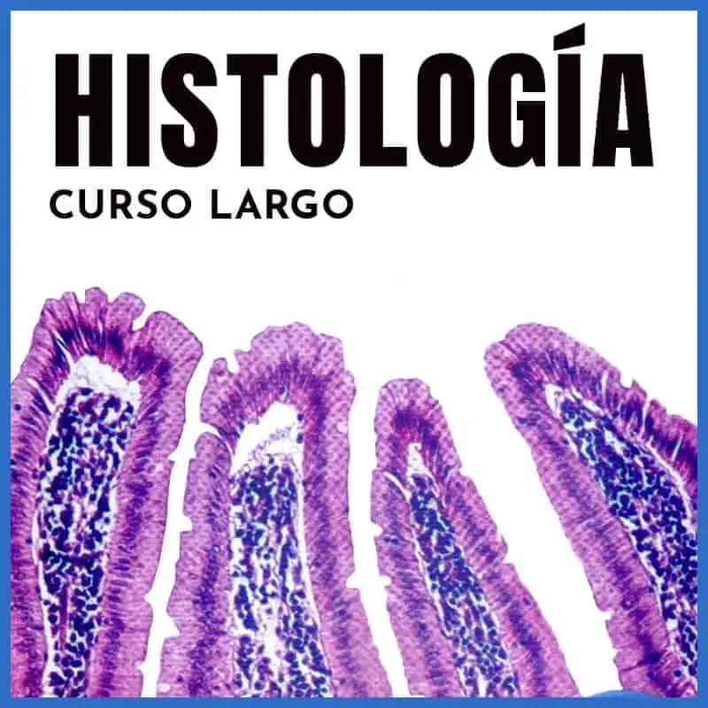 <b>Curso de Histología</b>: Guía Completa para el Estudio de Tejidos - Cómo entender la histología curso de histologia - Cómo entender la histología