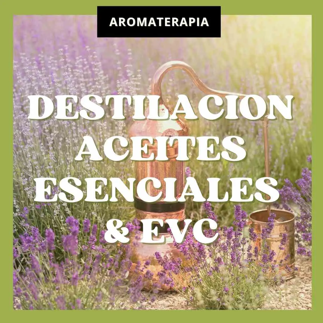 curso de destilacion de aceites esenciales - Cómo se destila un aceite esencial