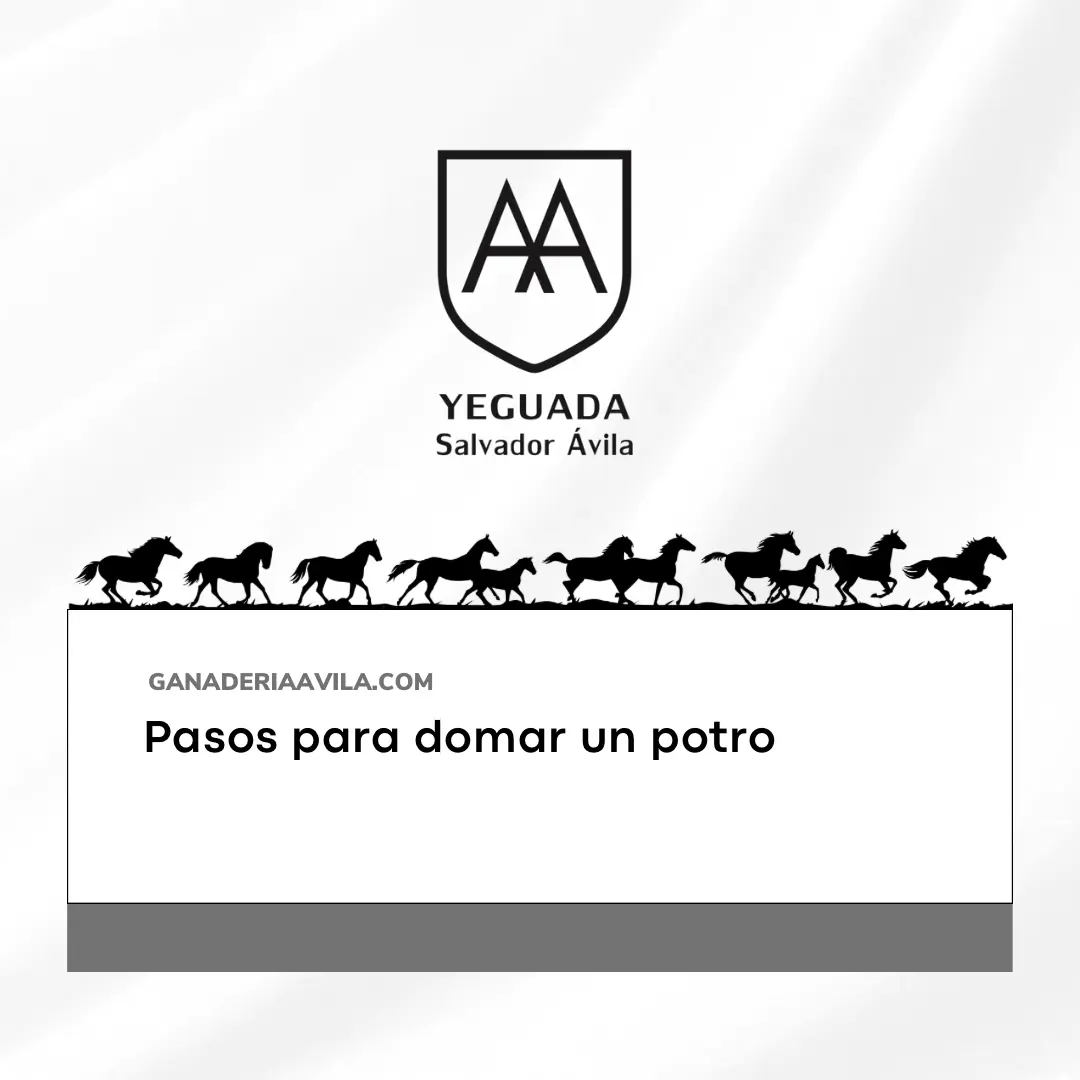 Curso de Doma de Caballos: Guía Completa para Principiantes y Profesionales - Cómo se empieza a domar un caballo curso de doma de caballos - Cómo se empieza a domar un caballo