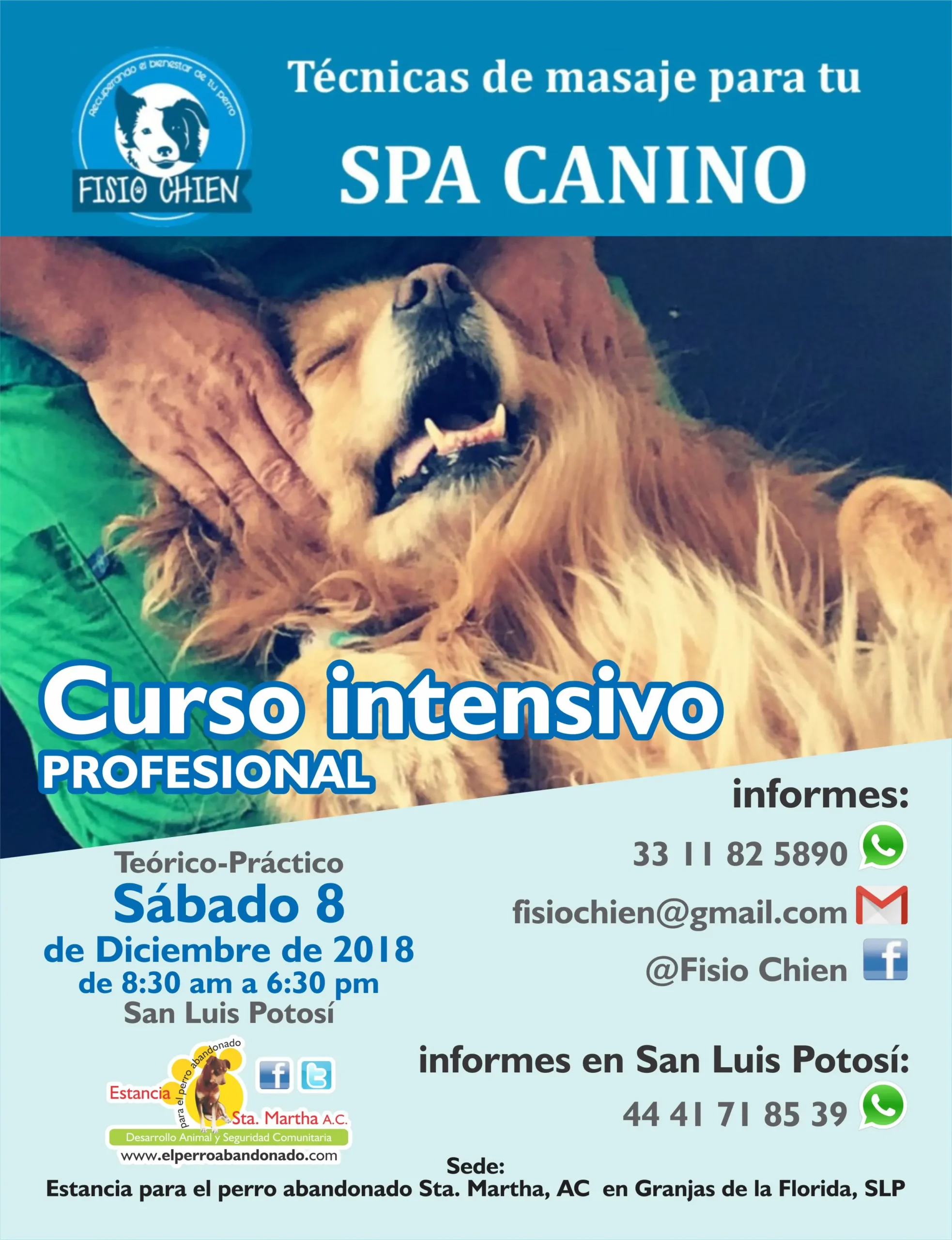 curso de masajes para perros - Cómo se le hace un masaje a un perro