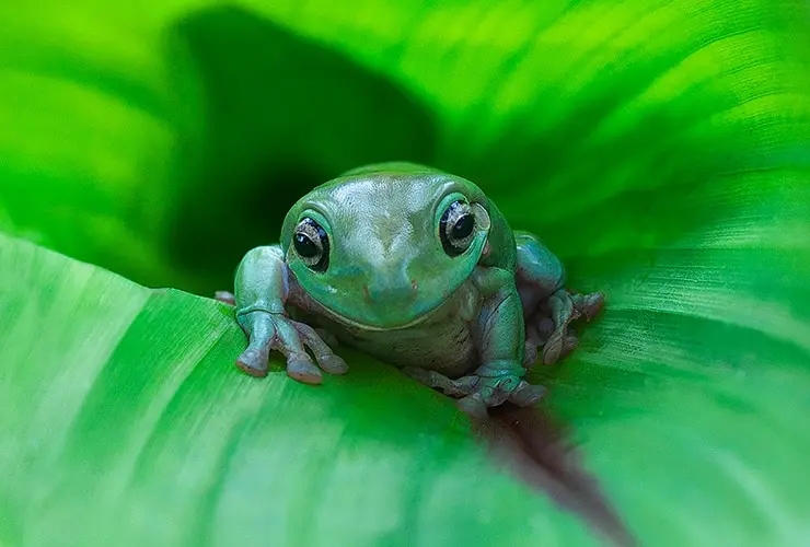 curso de manejo de serpientes - Cómo se le llama al cuidador de serpientes