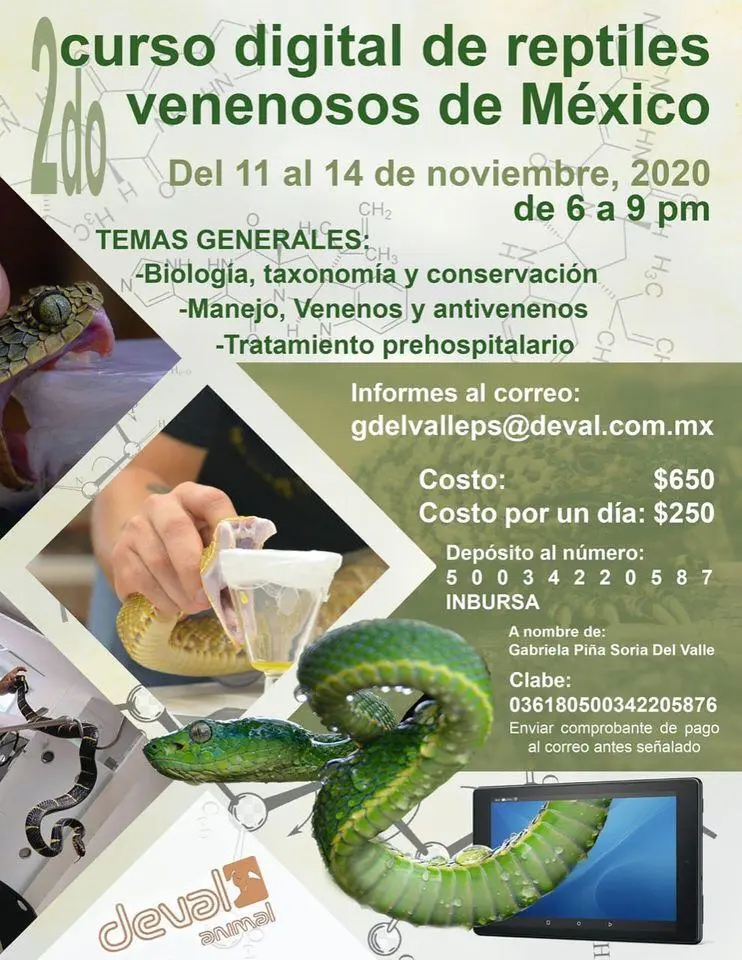 curso de serpientes - Cómo se llama el estudio de serpientes