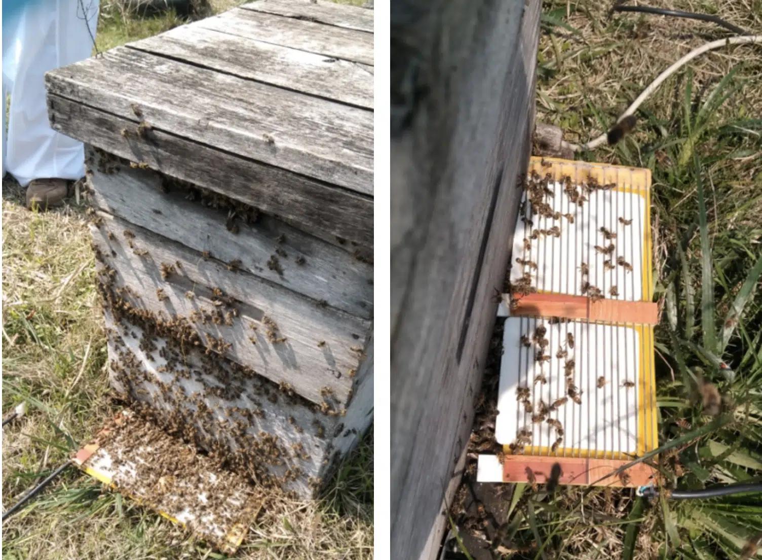 apiterapia curso - Cómo se utiliza la apitoxina