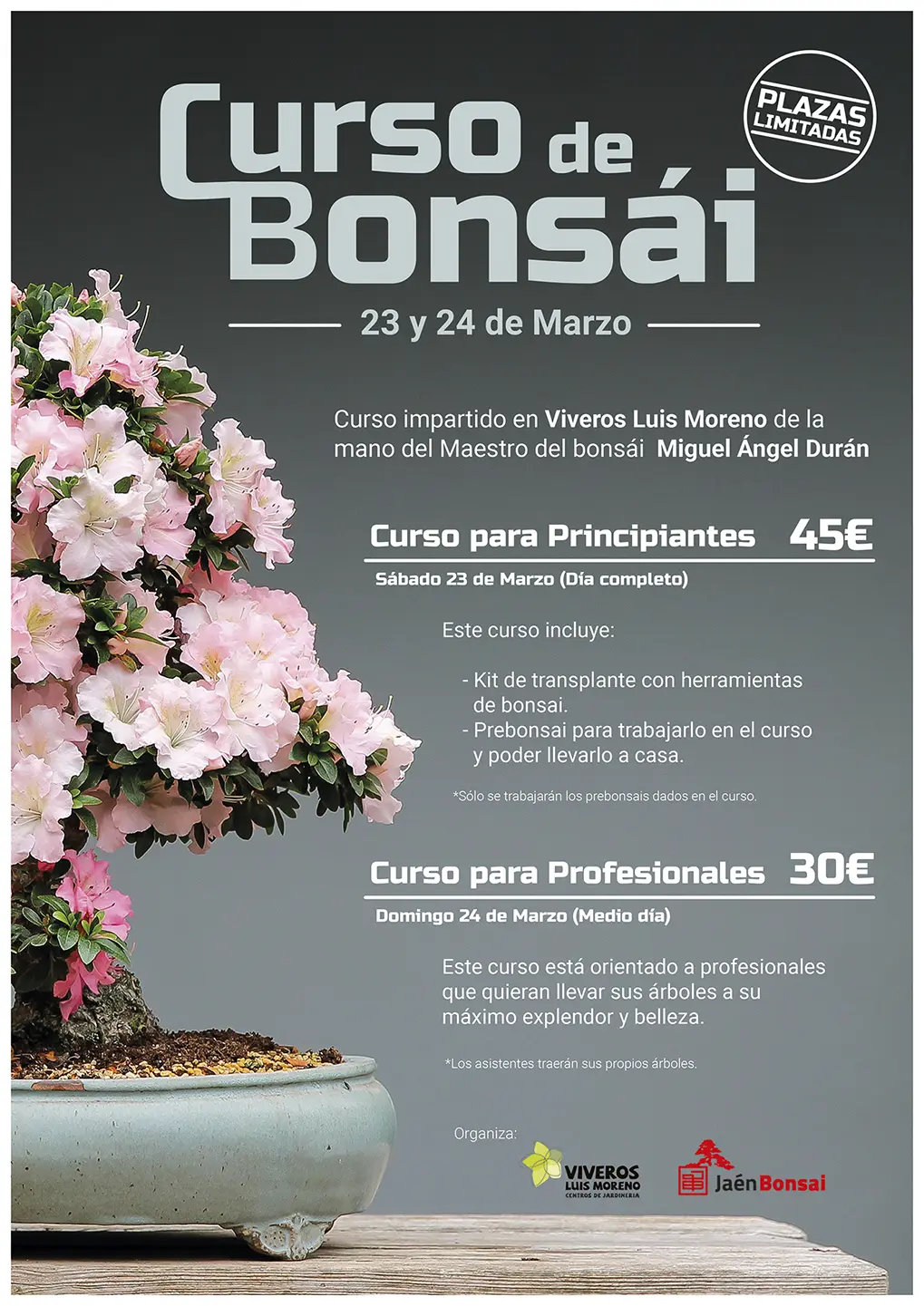 curso de bonsai para principiantes - Cuál es el mejor bonsái para tener en casa
