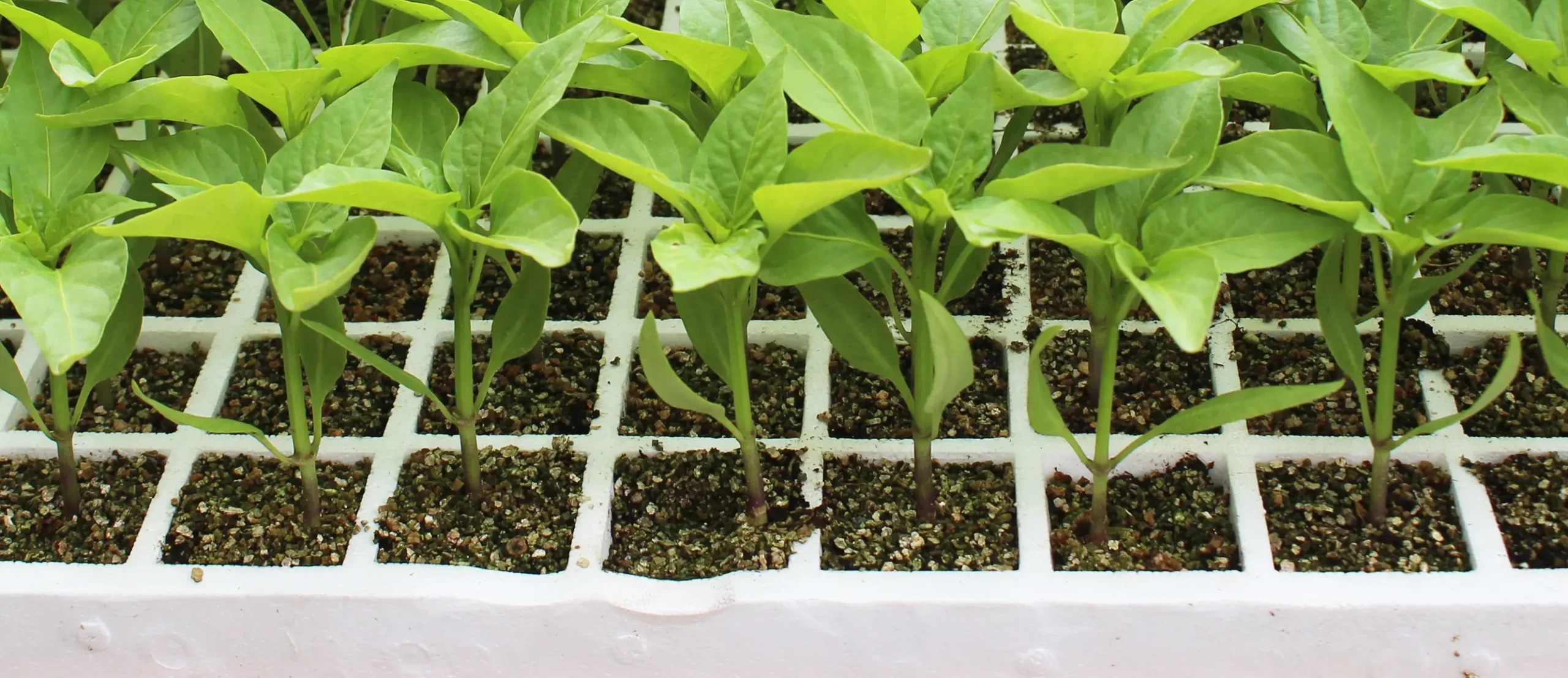 Curso de Germinación de Semillas: Guía Completa para el Cultivo - Cuál es el mejor método para germinar semillas curso de germinacion de semillas - Cuál es el mejor método para germinar semillas