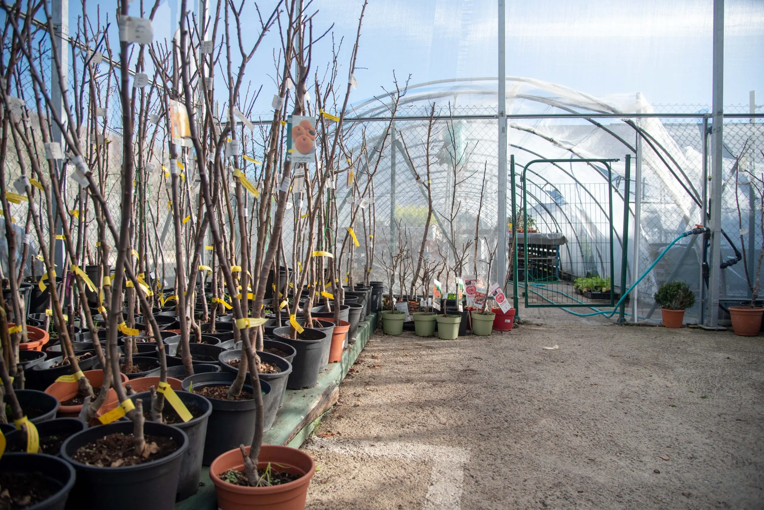 cursos de arboles frutales - Cuál es la mejor época para sembrar árboles frutales