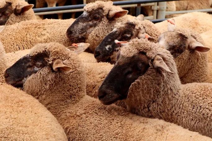 curso ovinocultura - Cuál es la mejor raza de ovinos