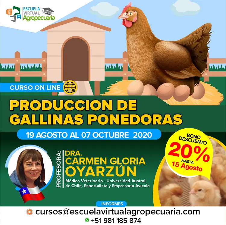 curso de gallinas ponedoras - Cuál es la raza de gallina que pone más huevos