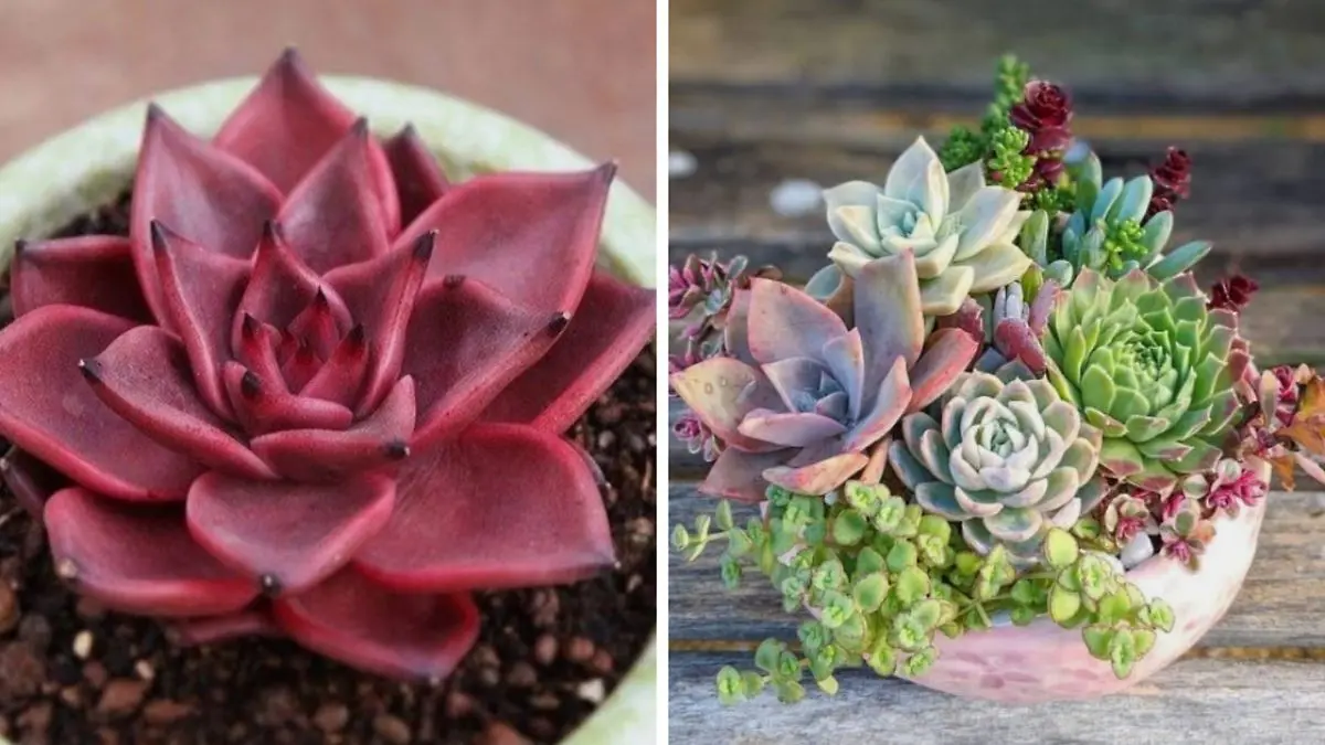 curso cactus y suculentas - Cuál es la suculenta más fácil de cuidar