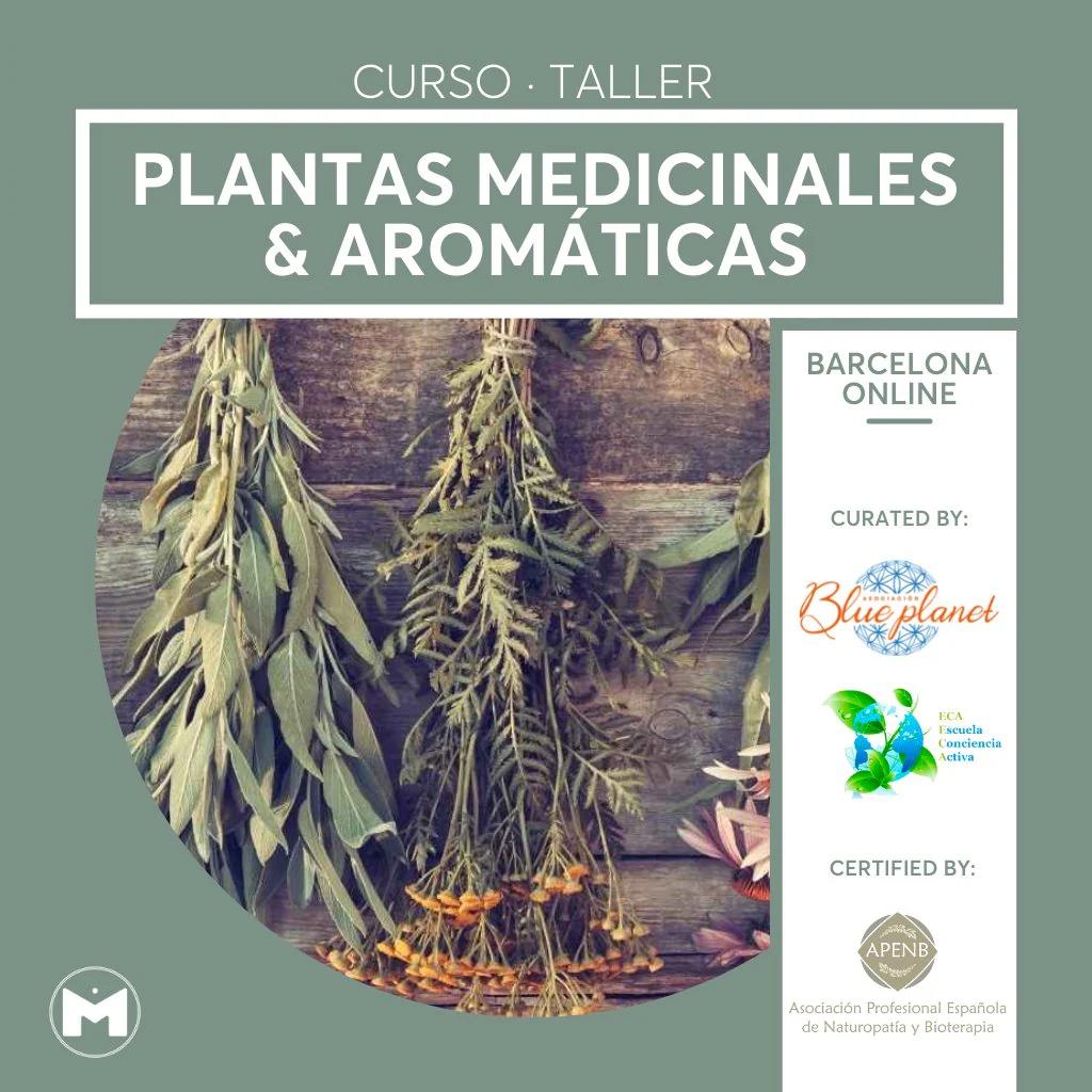 curso de aromaticas - Cuáles son las 7 hierbas aromáticas