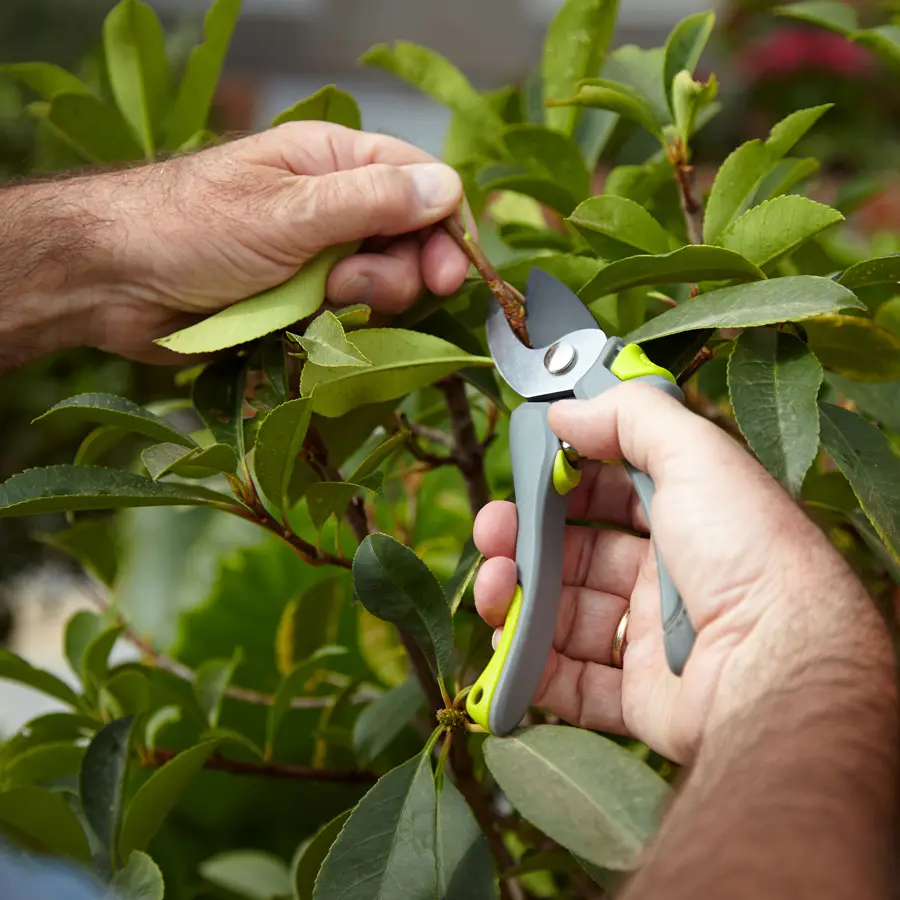curso de poda en altura - Cuáles son los 4 tipos de poda