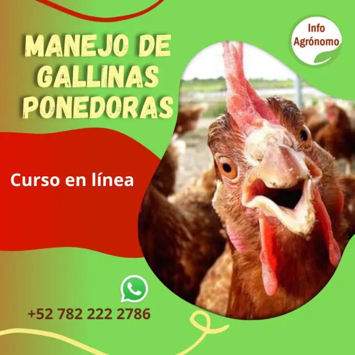 curso de gallinas ponedoras - Cuántas gallinas ponedoras para ser rentables