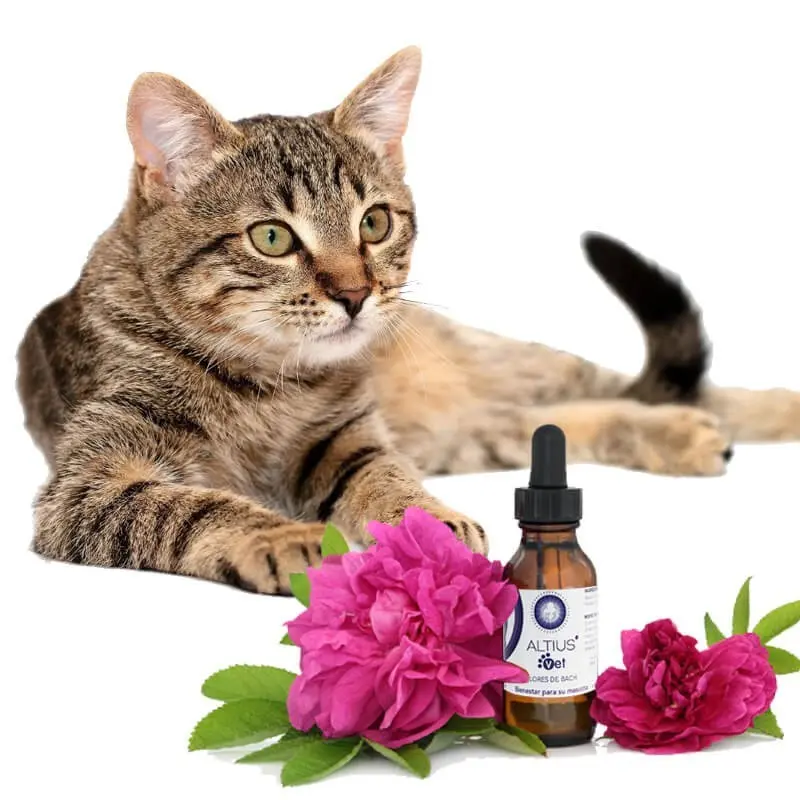 curso flores de bach para animales - Cuántas gotas de flores de Bach se le dan a un gato