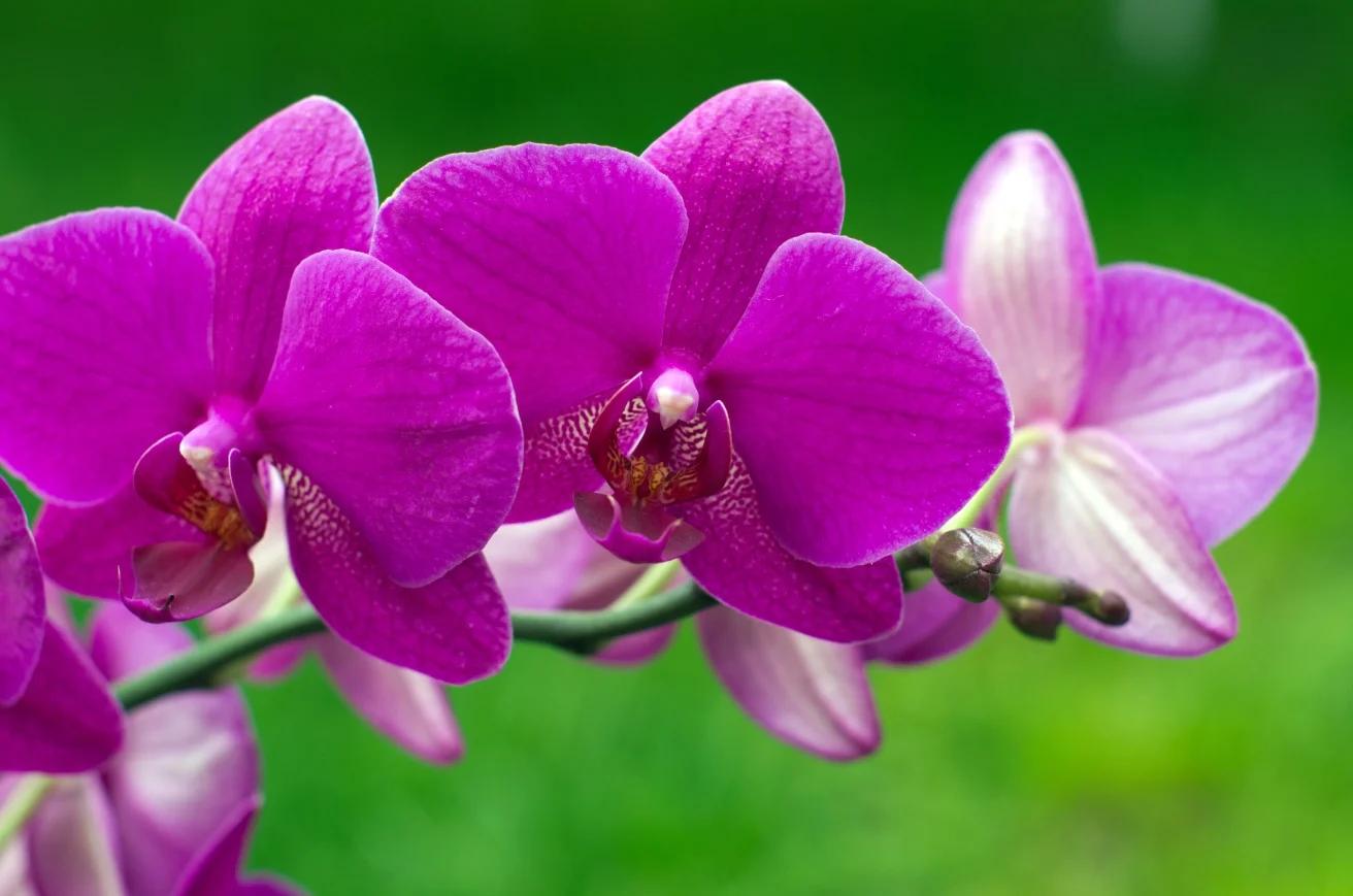curso de orquídeas gratis - Cuántas veces por semana se riegan las orquídeas