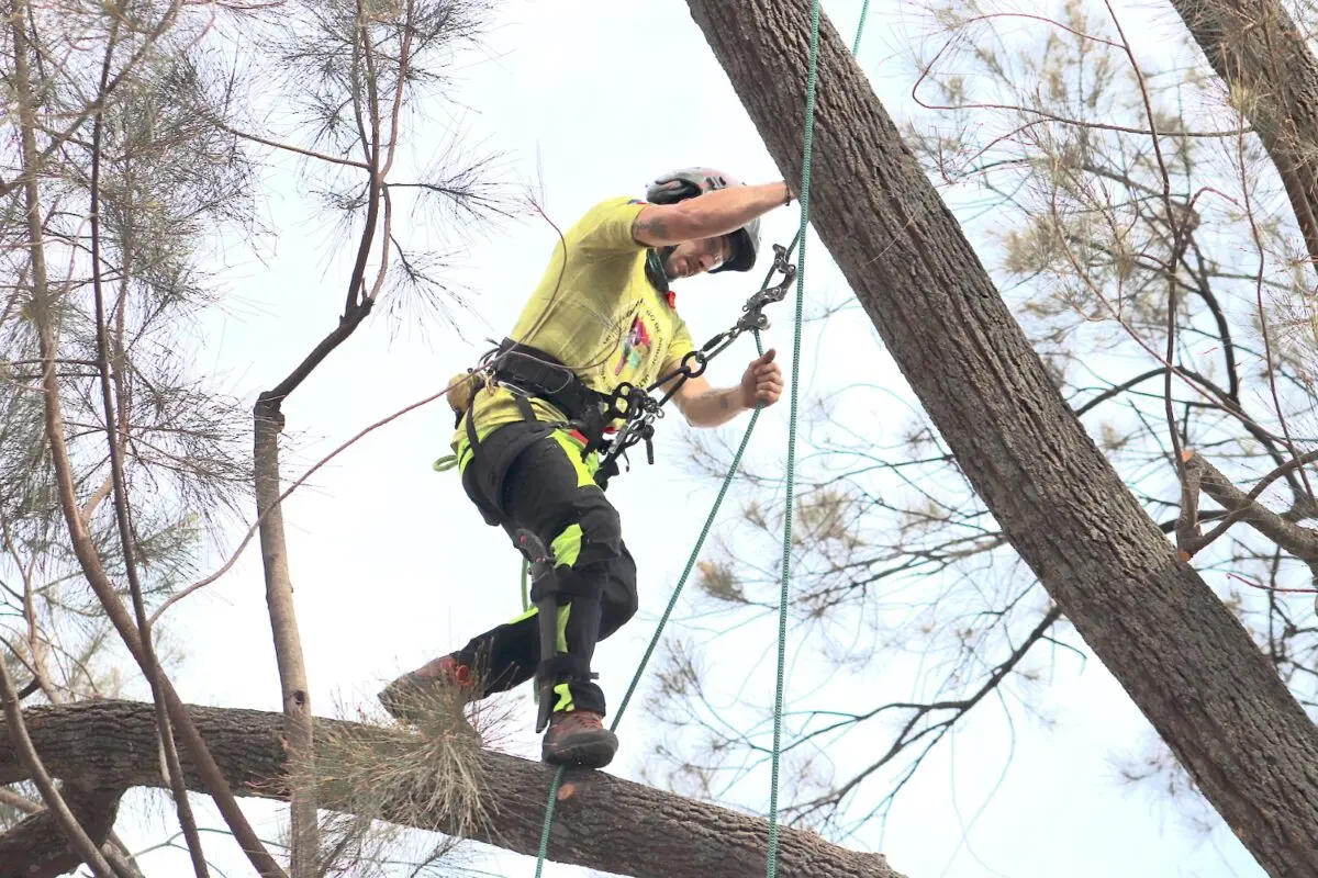 Curso Arborista: La Guía Definitiva para Convertirte en un Profesional - Cuánto cobra un arborista curso arborista - Cuánto cobra un arborista