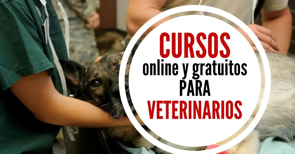 Cursos de Veterinaria Equina Gratis: Guía Completa - Cuánto cobra un auxiliar veterinario ecuestre cursos de veterinaria equina gratis - Cuánto cobra un auxiliar veterinario ecuestre
