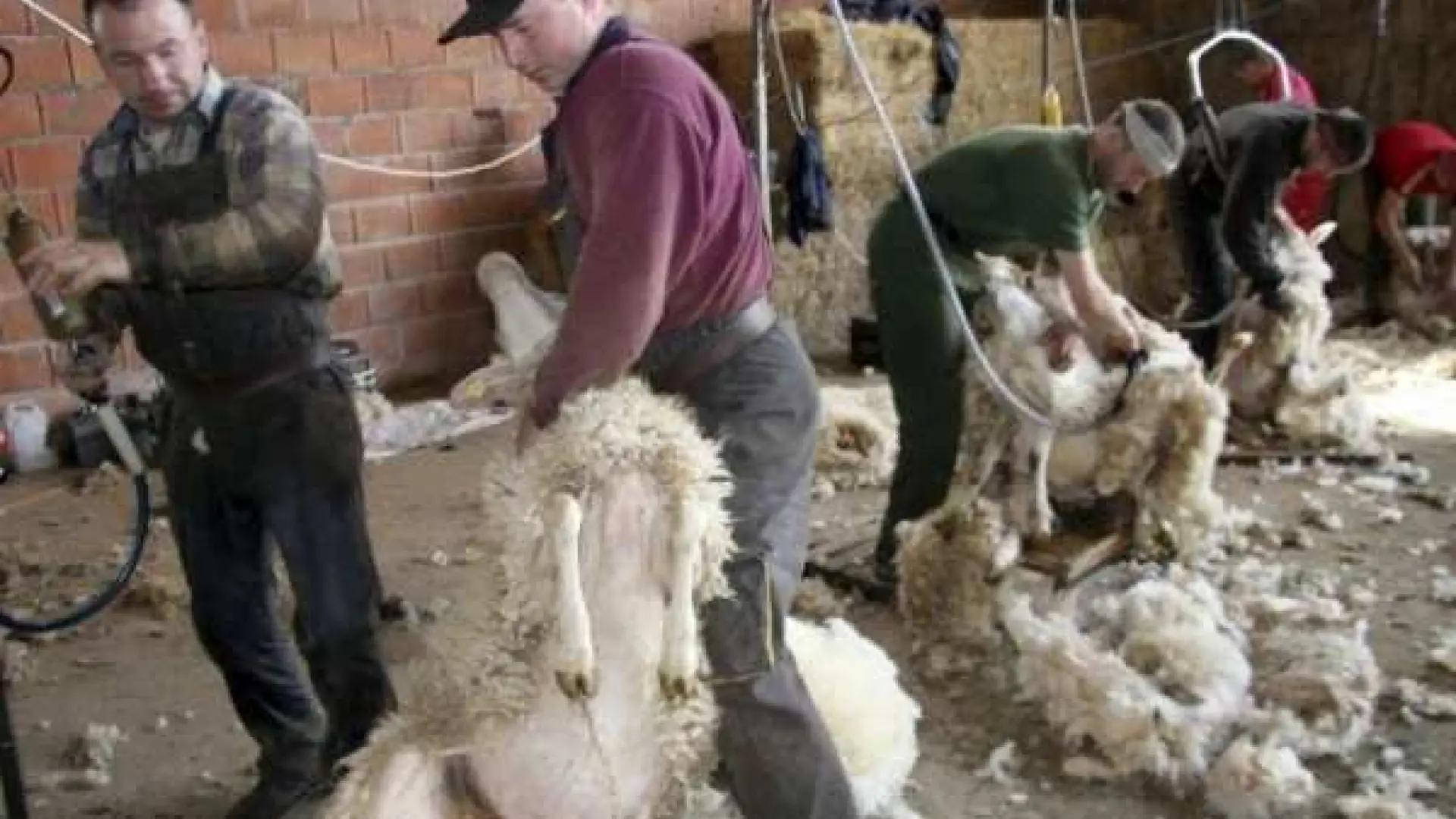 curso para esquilar ovejas - Cuánto cobran por esquilar ovejas