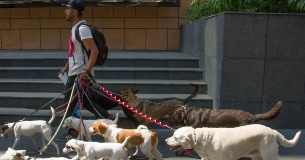 curso de paseador de perros gratis - Cuánto cobran por sacar a pasear a un perro
