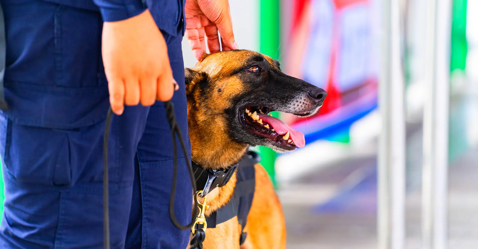 curso adiestramiento canino cordoba - Cuánto cuesta el adiestramiento de perros