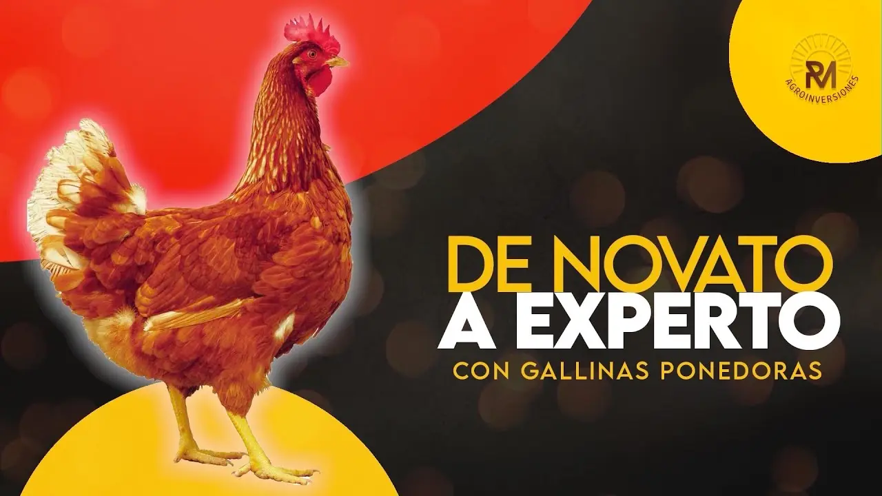 curso de gallinas ponedoras - Cuánto cuesta mantener 500 gallinas ponedoras