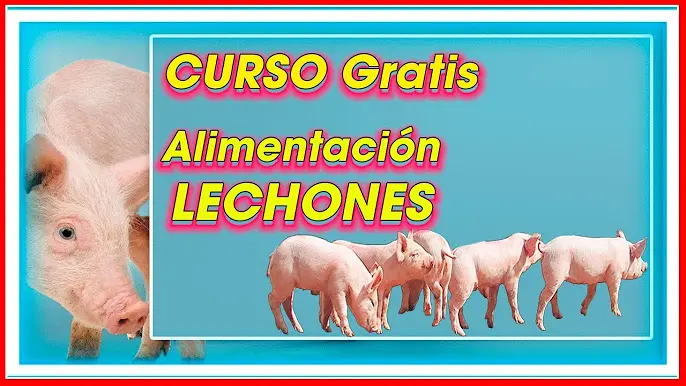 curso porcino - Cuánto deja de ganancia un cerdo
