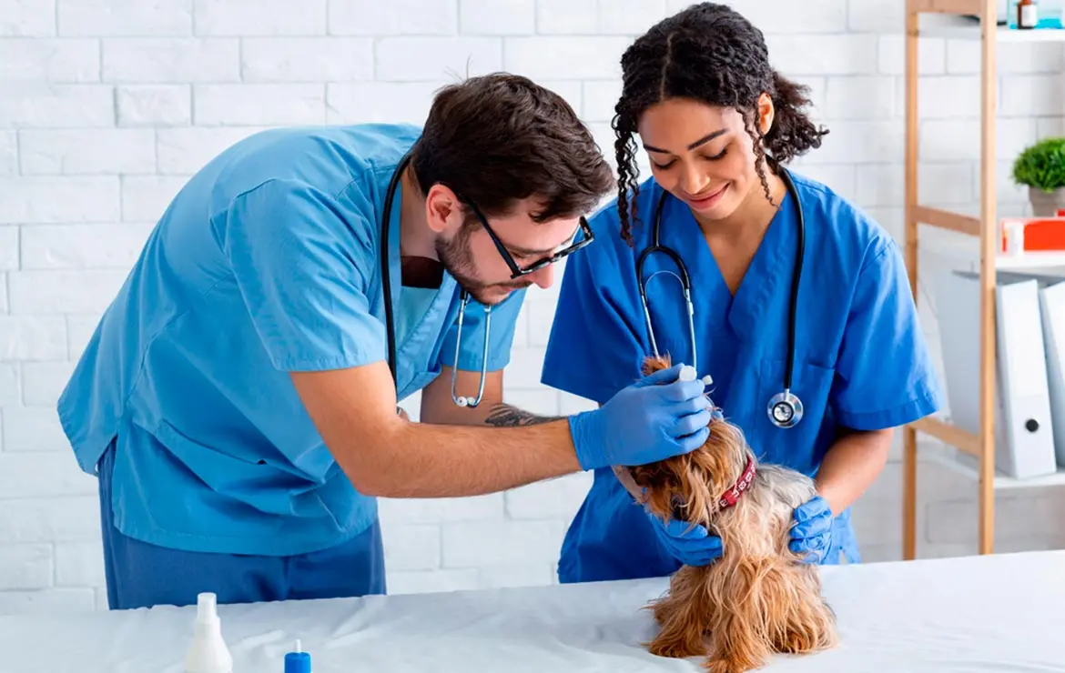 curso auxiliar de clinica veterinaria - Cuánto gana un auxiliar de veterinaria en Estados Unidos