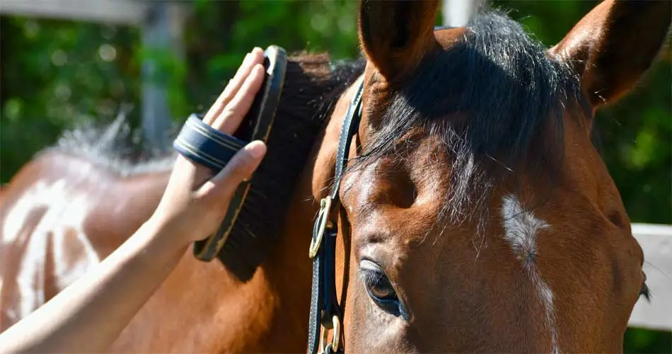 curso de cuidador de caballos en argentina - Cuánto gana un cuidador de caballos en Argentina