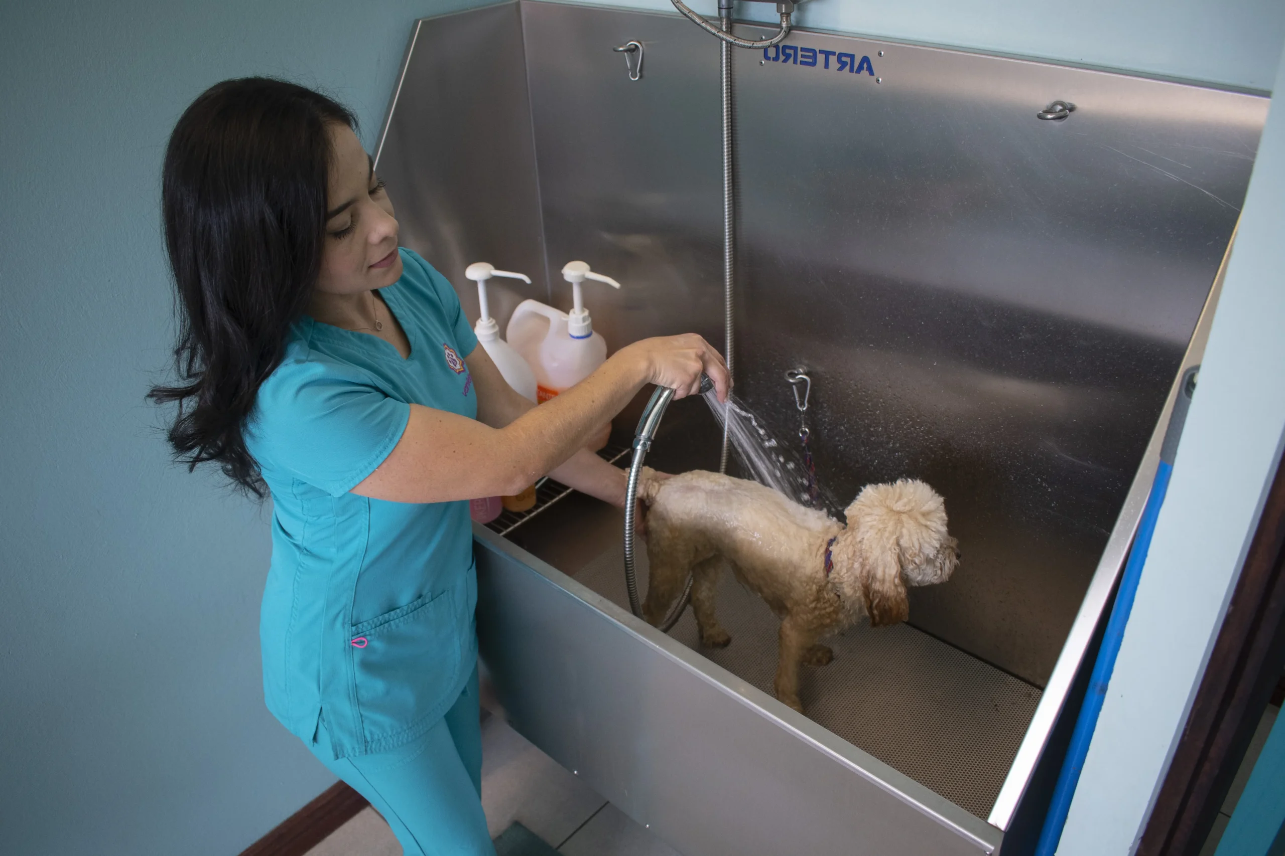 cursos de grooming costa rica - Cuánto gana un grooming en Costa Rica