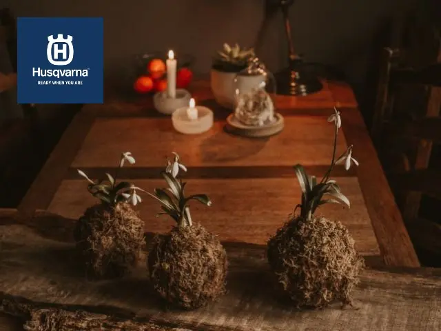 curso de kokedama - Cuánto tiempo dura una planta en una kokedama