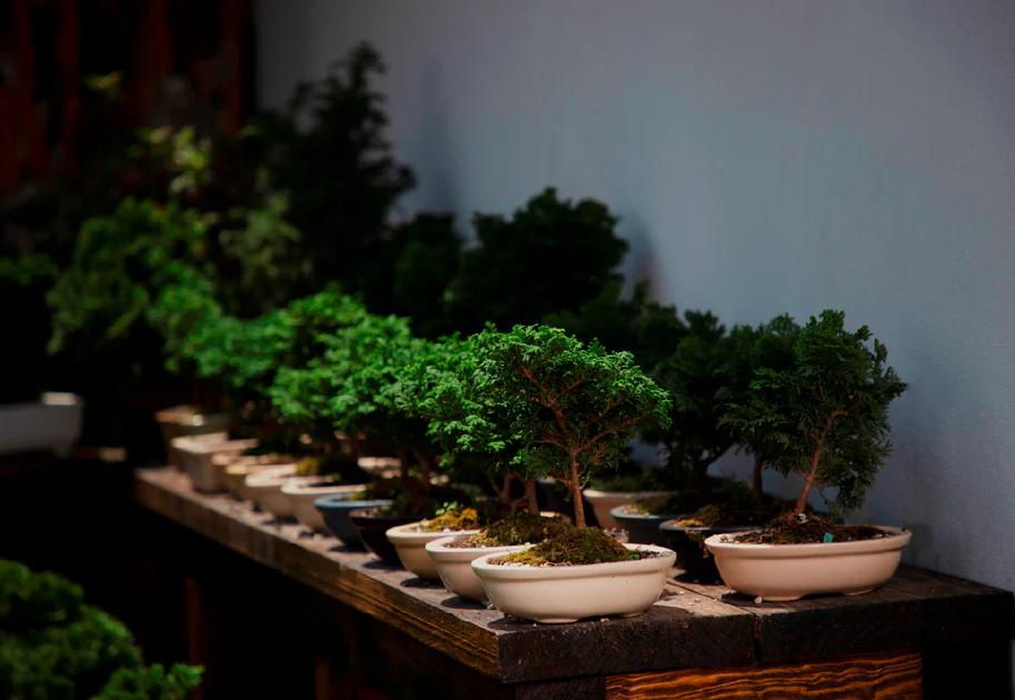 curso de bonsai - Cuánto vale un árbol bonsái