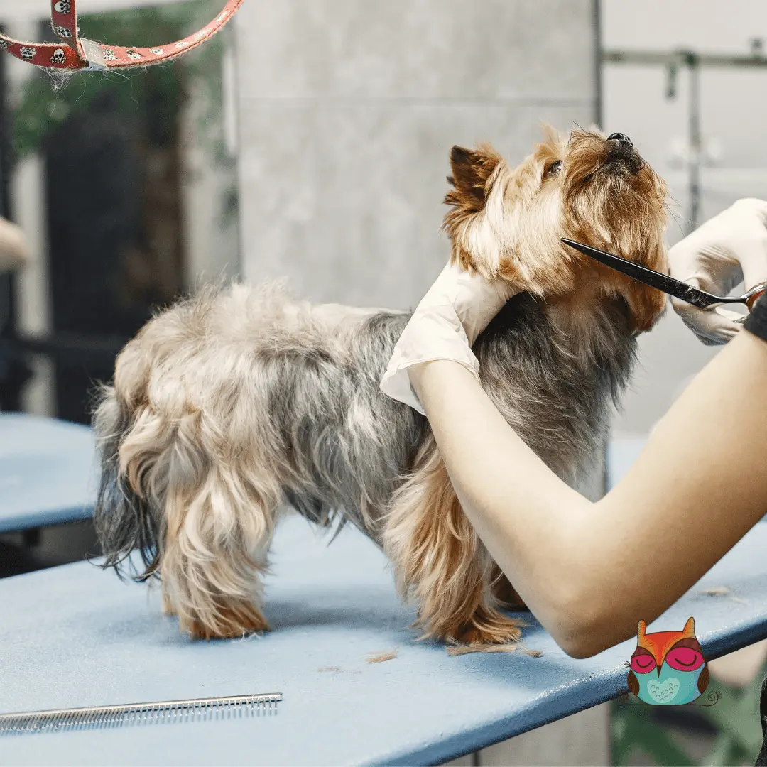 curso de peluqueria canina zona sur - Cuántos años se estudia peluquería canina