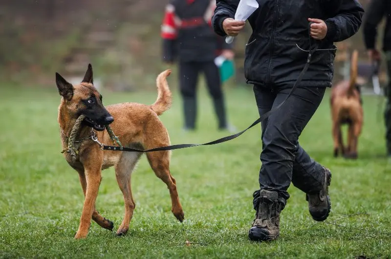 curso de canes policia bonaerense - Cuántos años trabaja un perro policía