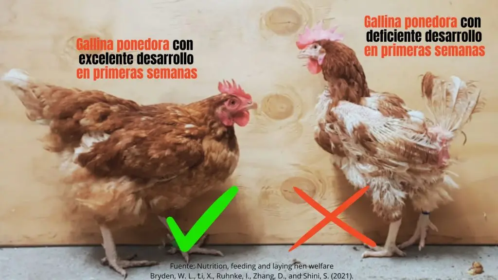 curso de gallinas ponedoras - Cuántos metros se necesitan para 100 gallinas ponedoras