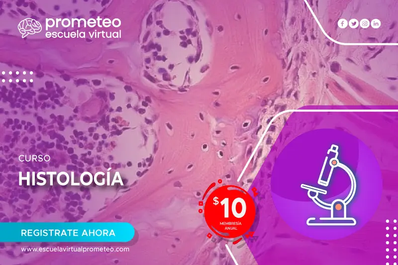 <b>Curso de Histología</b>: Guía Completa para el Estudio de Tejidos - Cuántos tipos de histología hay curso de histologia - Cuántos tipos de histología hay