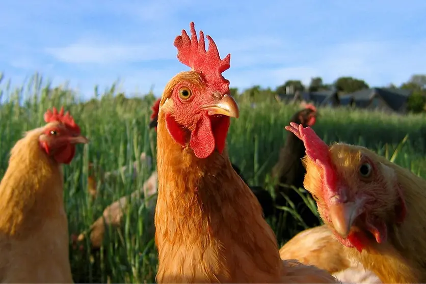 curso de avicultura en argentina - Dónde estudiar avicultura en Argentina