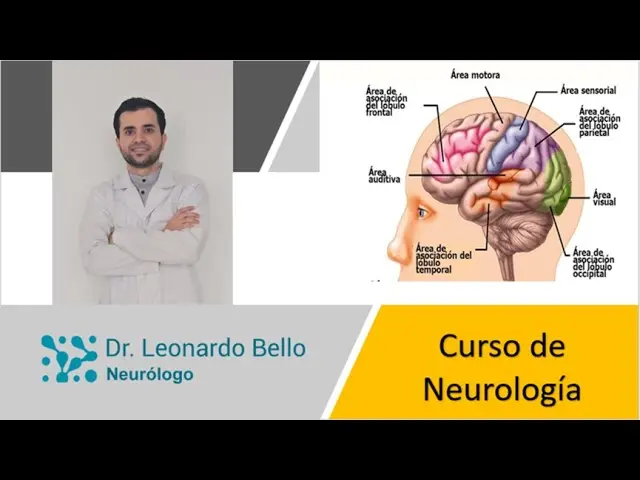 Curso de Neurobiología: Una Inmersión en el Complejo Mundo del Cerebro - Dónde estudiar Neurobiología curso de neurobiologia - Dónde estudiar Neurobiología