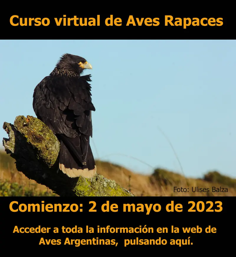 aves argentinas cursos - Dónde estudiar ornitología en Argentina