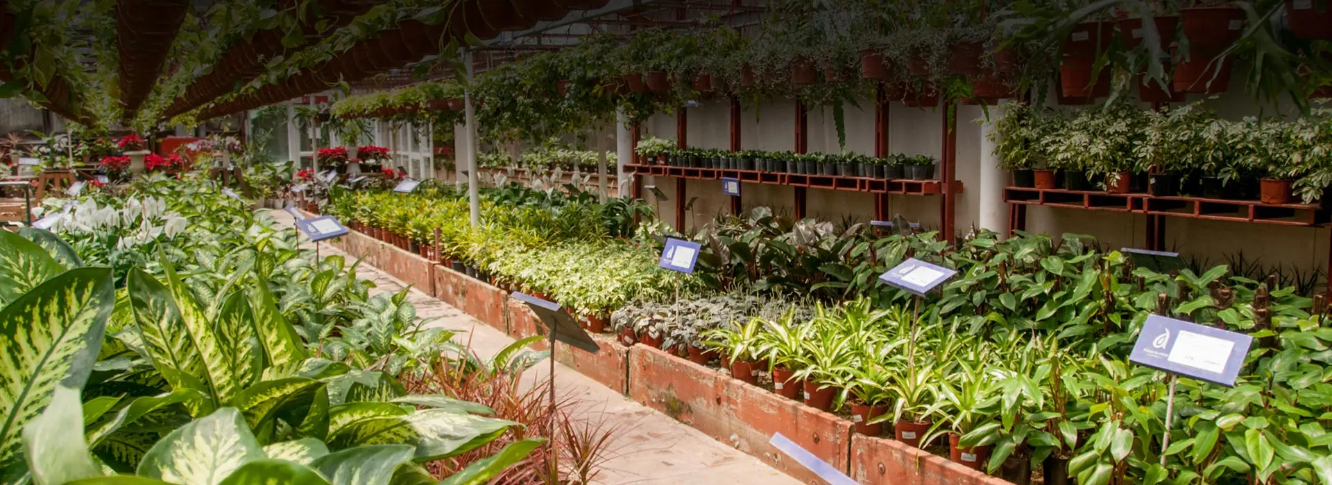 curso de jardineria mar del plata - Dónde estudiar paisajismo en Mar del Plata
