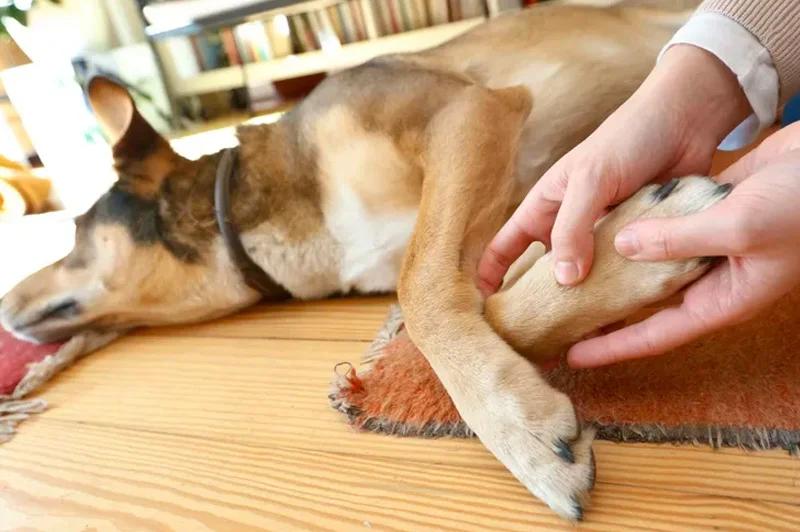 curso de masajes para perros - Dónde masajear a un perro para que se relaje