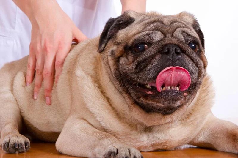 curso de masajes para perros - Donde puedo ver la escuela de masaje canino