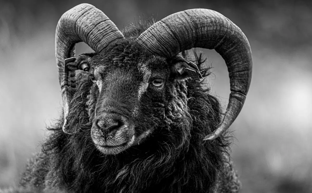 Rompiendo Maldiciones Generacionales: Un Camino Hacia la Sanación - How do you know if you have a generational curse breaking generational curses - How do you know if you have a generational curse