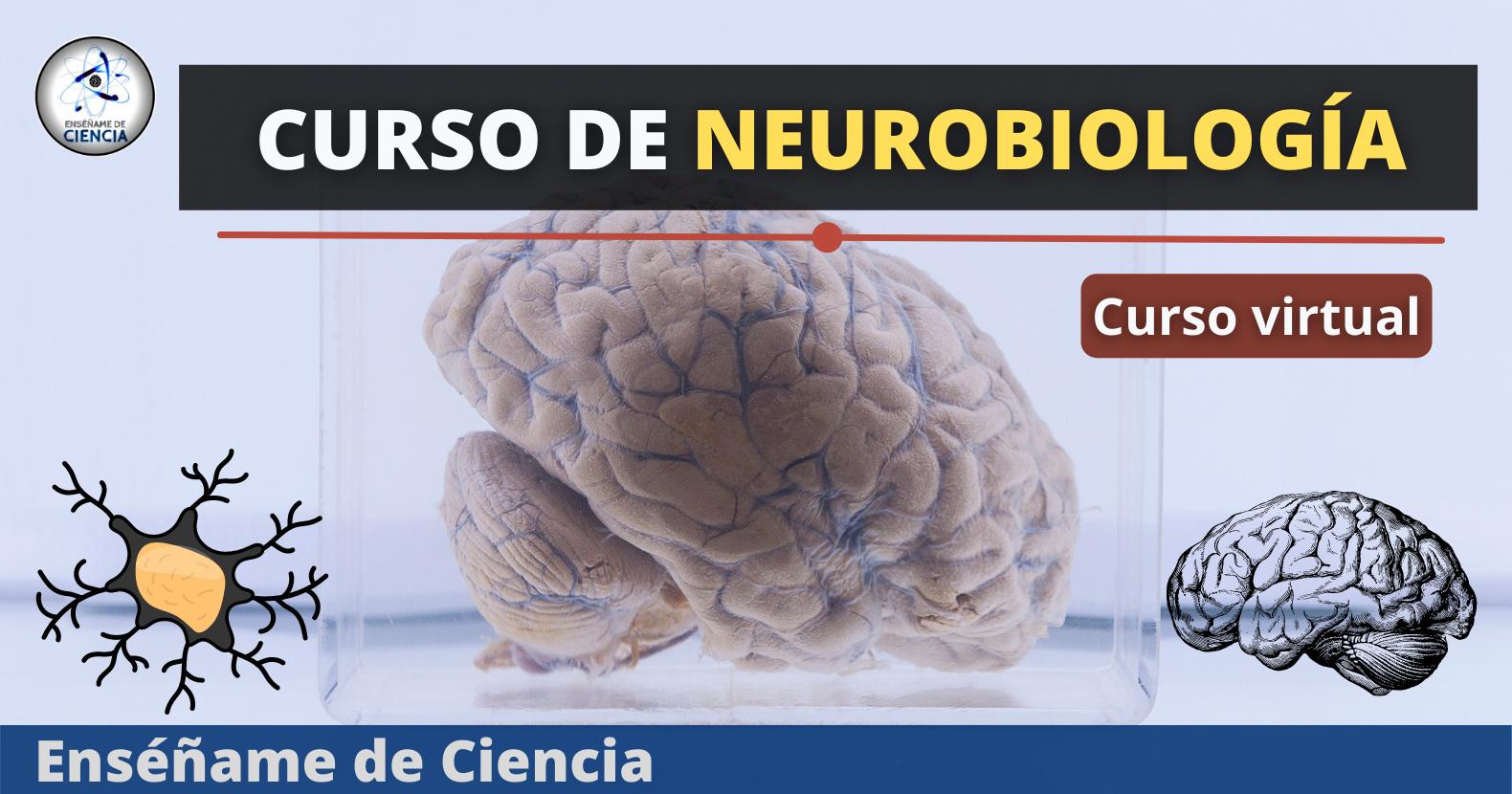 Curso de Neurobiología: Una Inmersión en el Complejo Mundo del Cerebro - La neurobiología es una carrera curso de neurobiologia - La neurobiología es una carrera