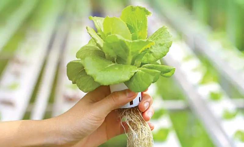 curso de hidroponia - Qué carrera estudia la hidroponía