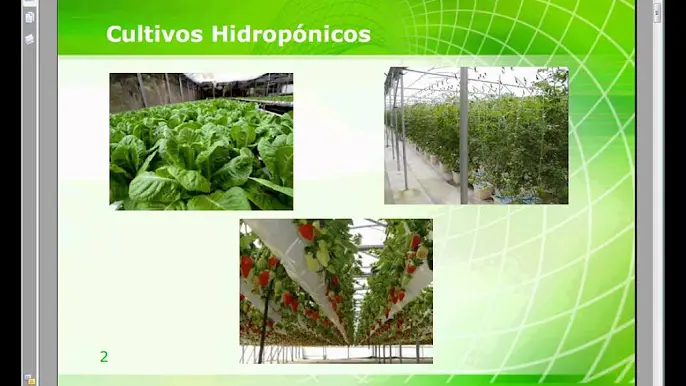 Cursos de Cultivos Hidropónicos en el SENA: Una Guía Completa - Qué cultivo hidropónico es más rentable cursos de cultivos hidroponicos en el sena - Qué cultivo hidropónico es más rentable