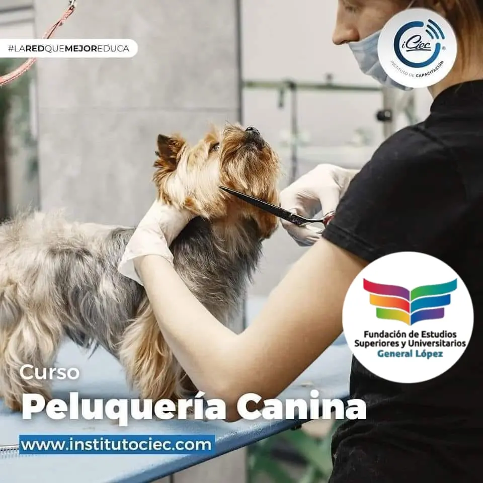 ICIEC Cursos: Una Guía Completa de Formación Docente - Qué cursos está dictando el INCE iciec cursos - Qué cursos está dictando el INCE