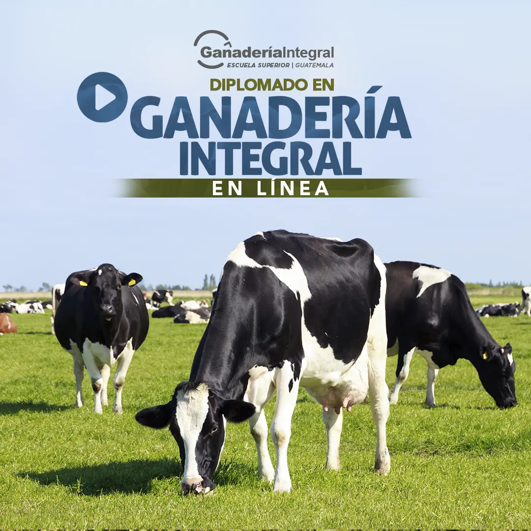 cursos de ganaderia - Qué debo hacer para ser ganadero