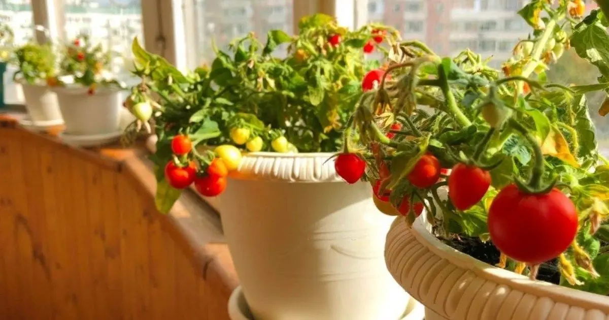 curso agricultura ecologica - Qué diferencia hay entre agricultura orgánica y ecológica