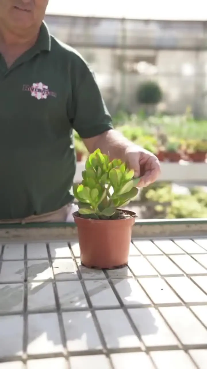 curso cactus y suculentas - Qué diferencia hay entre los cactus y las suculentas